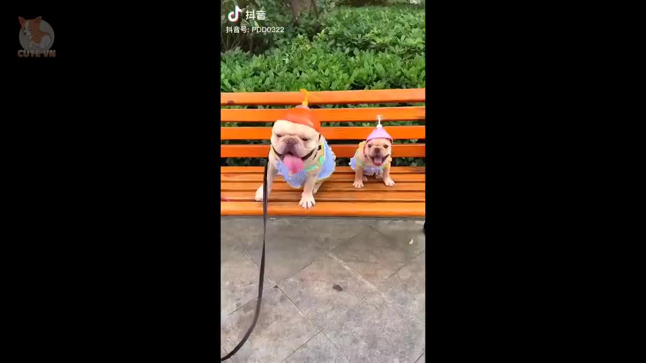 cute dogs