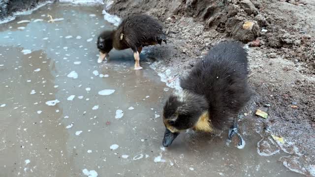 Cute Funny Ducklings and Chicks