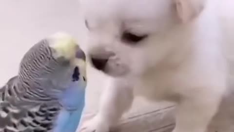 Cute puppy ❤️dog 😘 whatsapp status #shorts.mp4