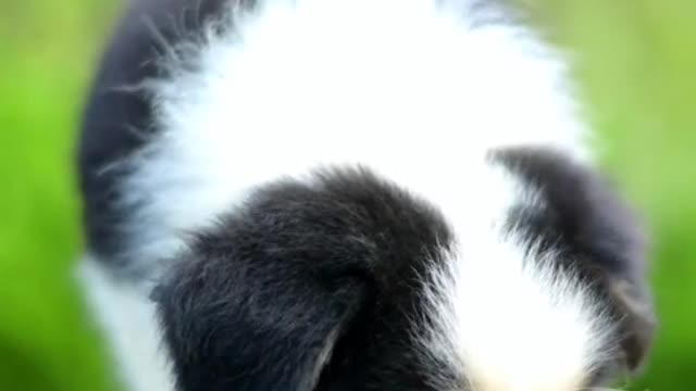 The favorite thing to do after work is to roll the dog