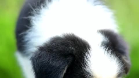 The favorite thing to do after work is to roll the dog