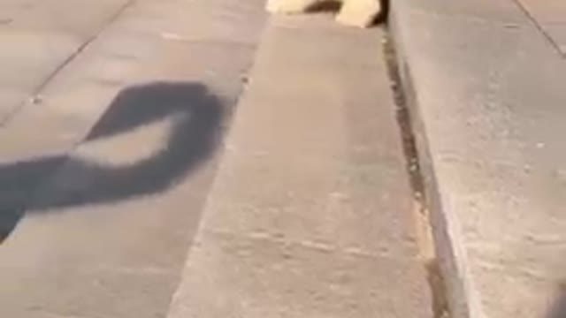 Dog video