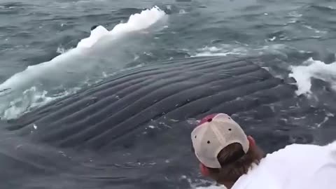 A big Whale in the sea