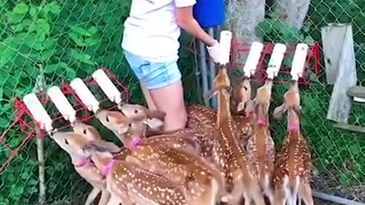 These deer babies are just too adorable! #viral #reel #vedio #fun