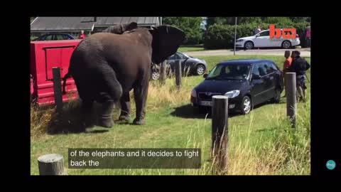 Éléphant attack