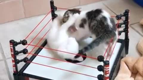 Funny kittens fighting on a combat platform