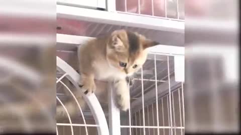 Cute and Funny Cat Funny video