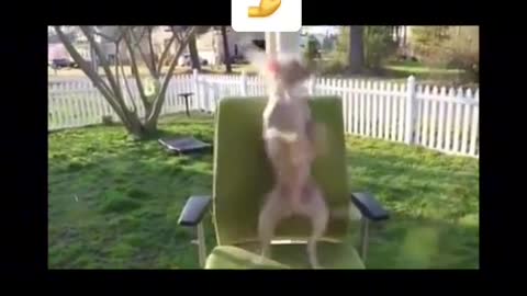 Doggy dance