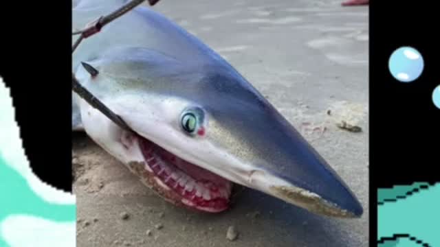 Finetooth🦷 shark🦈