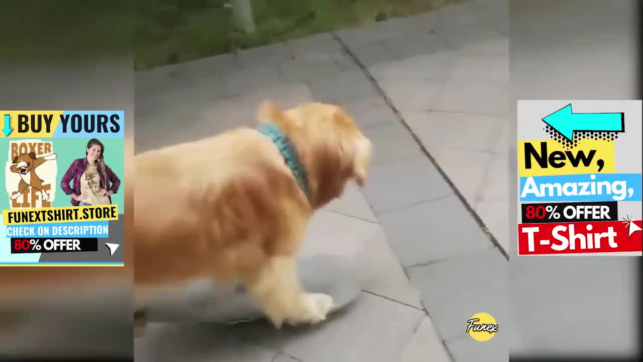 Cute funny dog |don't miss this video