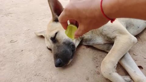 lemon prank on dogs