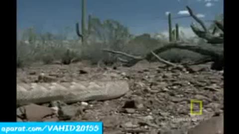 Hunter snake