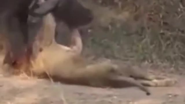 WILD ANIMALS HUNTING PREY COMPILATION RELAX FOR LIFE ​​​#9