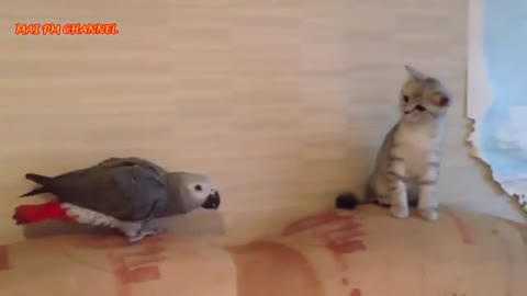Funny Parrots Annoying Cats Compilation 2021 || NEW HD videos