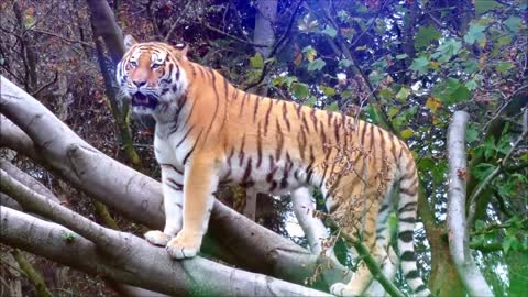 Beautiful animal