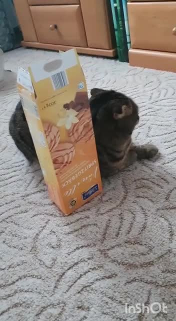 I wonder what's inside. 《Kiti》