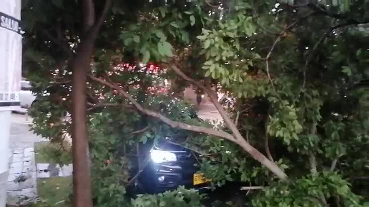 Video: Caída de árboles e inundaciones en el área metropolitana por fuerte tormenta