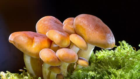 綠茶加檸檬 更多兒茶素