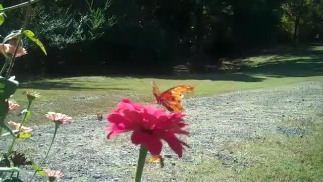 ATTACKED BY BUTTERFLIES - Oct 26th 2012