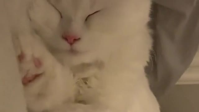 A cat that wants to sleep