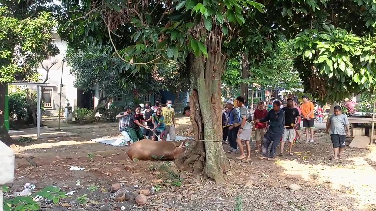 Proses Pemotongan Sapi di Wilayah Kp. Kosong