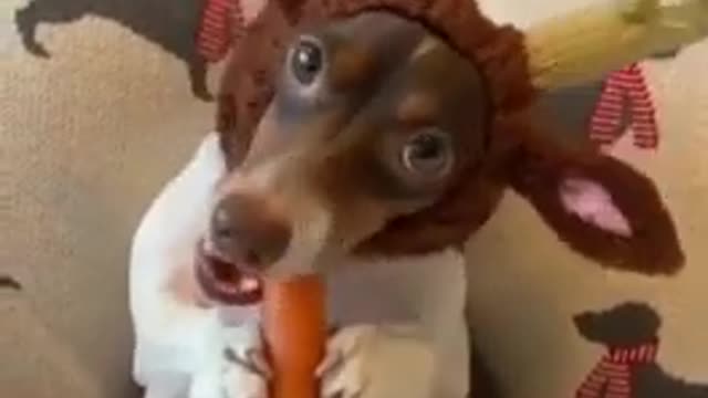 Cute Pets: Funny Dog Videos Compilation 2021_[46]_#shorts