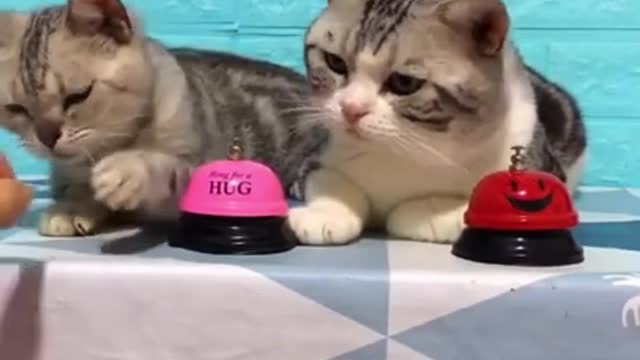 Lovely Cat, black cat, cats, funny cats, funny cat videos 123