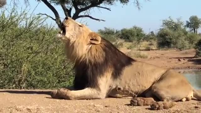 Lion in Masai Mara