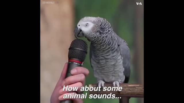 Talking Parrot parrot