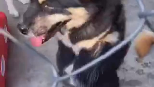 Dog Struggle To Survive In Slaughter House🙂🙂🙂🙂😐️😐️Handicapped Dog Walker