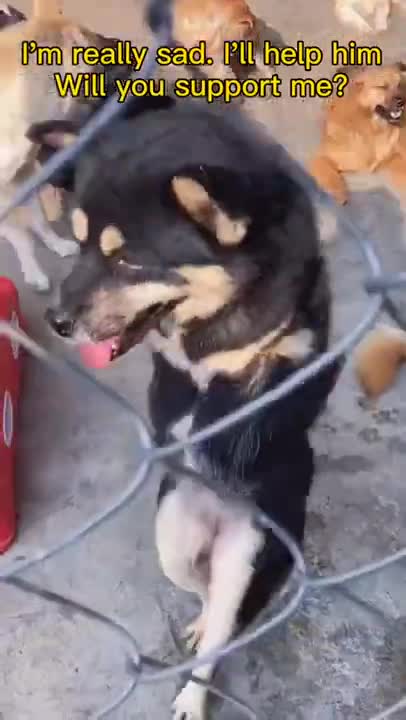 Dog Struggle To Survive In Slaughter House🙂🙂🙂🙂😐️😐️Handicapped Dog Walker