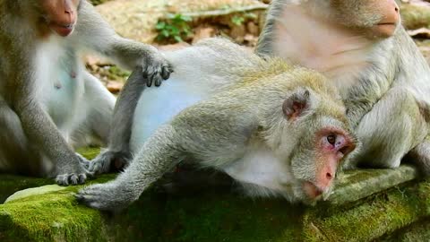Funny Animal# Natural life#42# love animal.