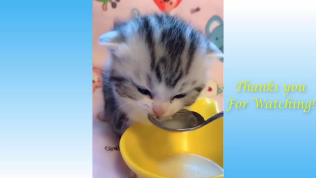 Top Funny Cat Videos of The Weekly - TRY NOT TO LAUGH