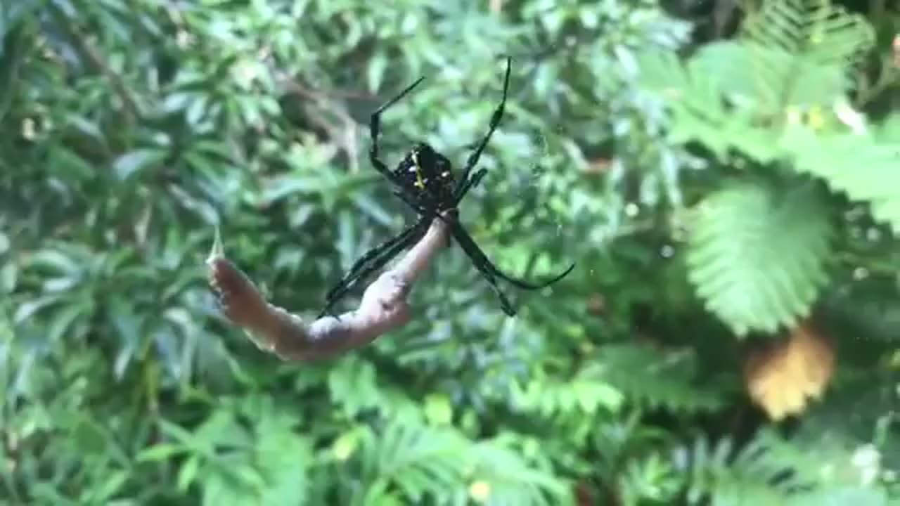 Wildlife & Funs