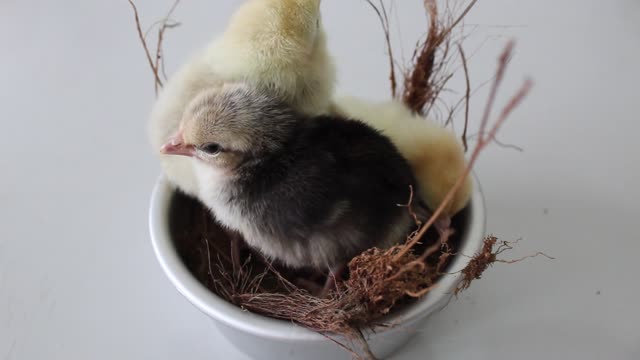 CUTE CLOSE UP VIDEO OF CHICKS
