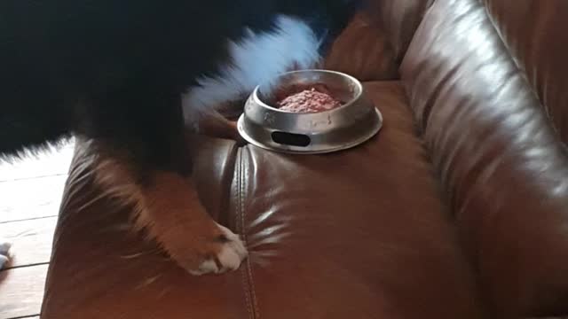 Bernese Mountain Dog comes up with new way to eat breakfast