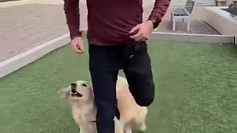 Trick training to build a bond with your dog!