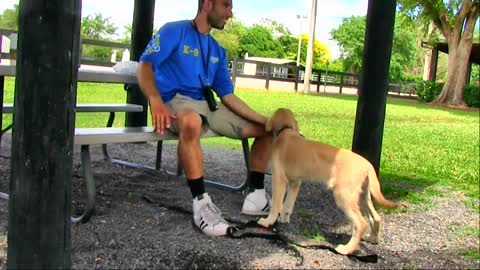 Learn how to train your dog in fun way As they are trained in dog training academy