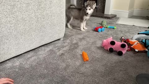 Life With Husky Puppy; From Day One Till Now!! [UNSEEN CLIPS!]