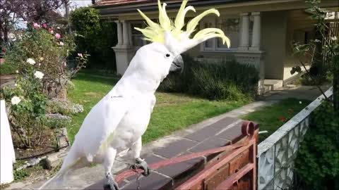 Παπαγάλος στην Αυστραλία τραγουδάει… «Σαν πας στην Καλαμάτα»