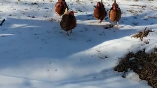 Stepping out the shop and these girls mob me.