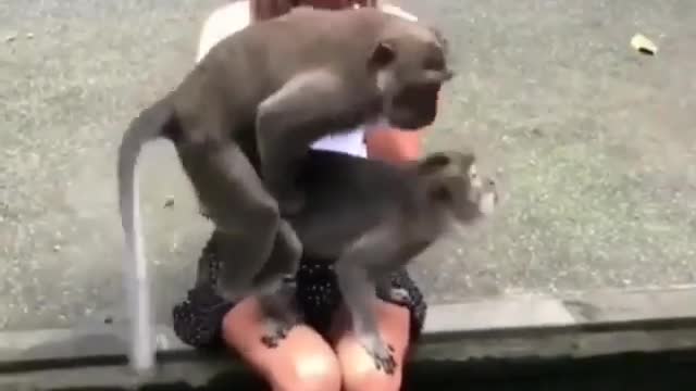 What did the two monkeys do ? 18+
