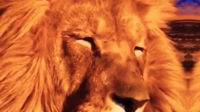 Cute animals