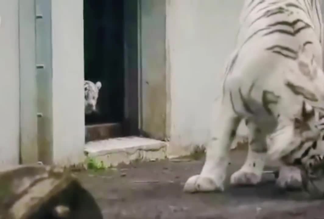 Tiger cub sneaks up on its mom.