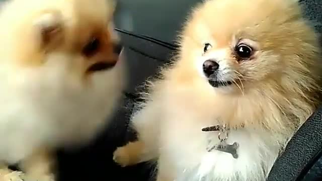 he puppy in the car.