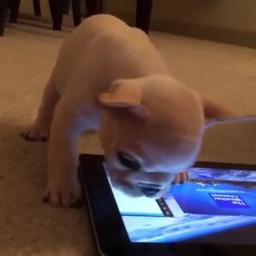Cachorro juega a un juego para mascotas en su tableta