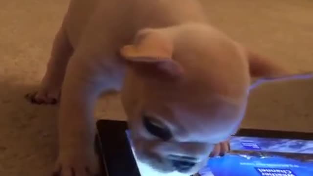 Cachorro juega a un juego para mascotas en su tableta