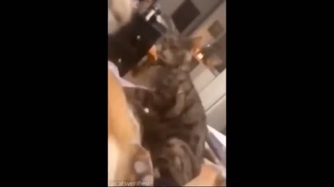 Intruging Cat Videos to make you week --18