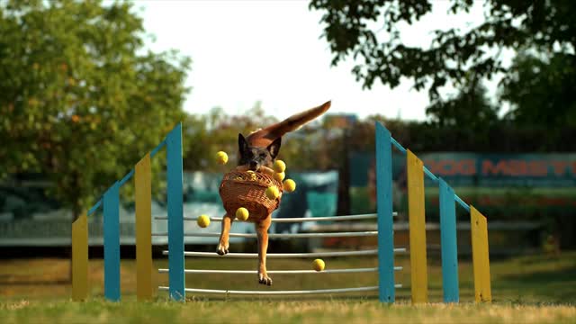 A dog jumping an obstacle with a basket full of balls