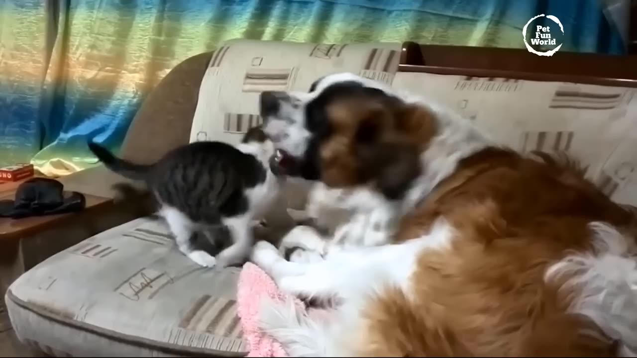 Funniest Animals New Funny Cats and Dogs Videos - Ep.14